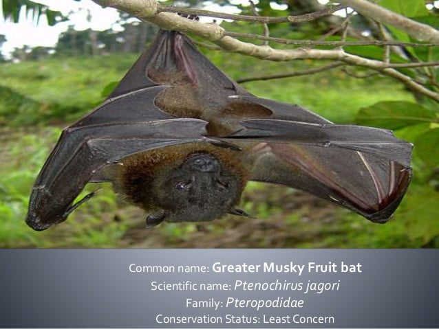 Bats Of The Philippines Family Pteropodidae And Rhinolophidae