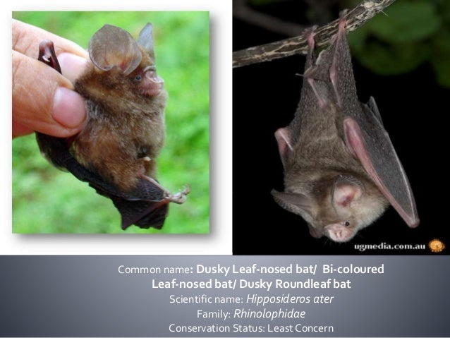 Bats Of The Philippines Family Pteropodidae And Rhinolophidae
