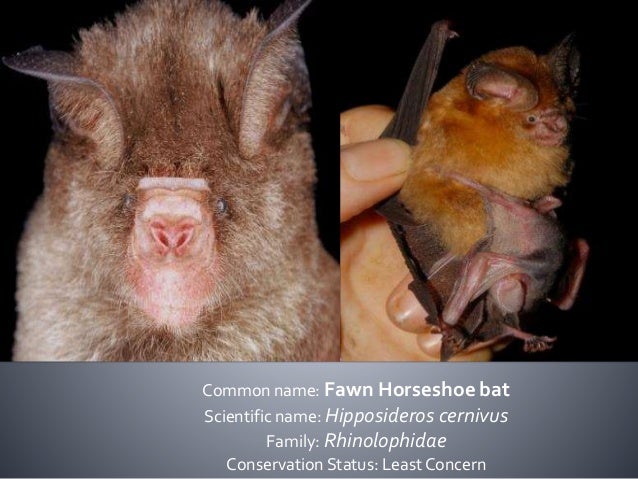 Bats Of The Philippines Family Pteropodidae And Rhinolophidae