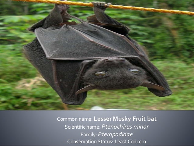 Bats Of The Philippines Family Pteropodidae And Rhinolophidae