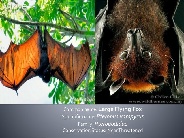 Bats Of The Philippines Family Pteropodidae And Rhinolophidae