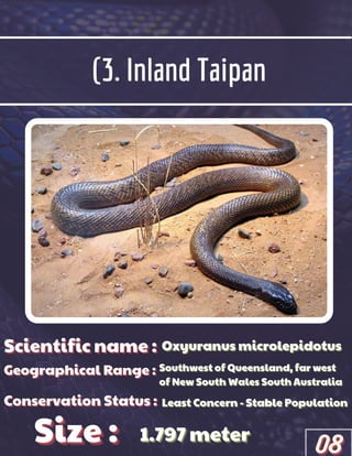 (3. Inland Taipan
Scientific name :
Scientific name :
Scientific name :
Geographical Range :
Geographical Range :
Geographical Range :
Size :
Size :
Size :
Conservation Status :
Conservation Status :
Conservation Status :
Oxyuranus microlepidotus
Oxyuranus microlepidotus
Oxyuranus microlepidotus
Southwest of Queensland, far west
Southwest of Queensland, far west
Southwest of Queensland, far west
of New South Wales South Australia
of New South Wales South Australia
of New South Wales South Australia
Least Concern - Stable Population
Least Concern - Stable Population
Least Concern - Stable Population
1.797 meter
1.797 meter
1.797 meter
08
08
08
 