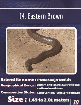 (4. Eastern Brown
Scientific name :
Scientific name :
Scientific name :
Geographical Range :
Geographical Range :
Geographical Range :
Size :
Size :
Size :
Conservation Status :
Conservation Status :
Conservation Status :
Pseudonaja textilis
Pseudonaja textilis
Pseudonaja textilis
Eastern and central Australia and
Eastern and central Australia and
Eastern and central Australia and
southern New Guinea
southern New Guinea
southern New Guinea
Least Concern - Stable Population
Least Concern - Stable Population
Least Concern - Stable Population
1.49 to 2.01 meters
1.49 to 2.01 meters
1.49 to 2.01 meters
10
10
10
 