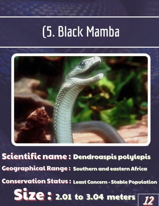 (5. Black Mamba
Scientific name :
Scientific name :
Scientific name :
Geographical Range :
Geographical Range :
Geographical Range :
Size :
Size :
Size :
Conservation Status :
Conservation Status :
Conservation Status :
Dendroaspis polylepis
Dendroaspis polylepis
Dendroaspis polylepis
Southern and eastern Africa
Southern and eastern Africa
Southern and eastern Africa
Least Concern - Stable Population
Least Concern - Stable Population
Least Concern - Stable Population
2.01
2.01
2.01 to
to
to 3.04
3.04
3.04 meters
meters
meters
12
12
12
 