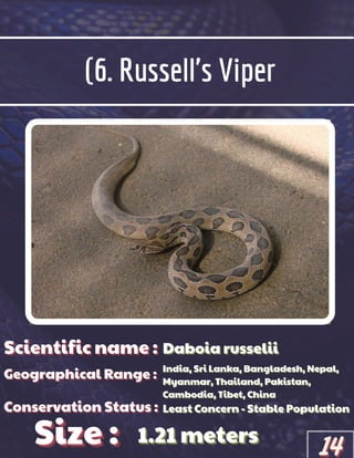 (6. Russell's Viper
Scientific name :
Scientific name :
Scientific name :
Geographical Range :
Geographical Range :
Geographical Range :
Size :
Size :
Size :
Conservation Status :
Conservation Status :
Conservation Status :
Daboia russelii
Daboia russelii
Daboia russelii
India, Sri Lanka, Bangladesh, Nepal,
India, Sri Lanka, Bangladesh, Nepal,
India, Sri Lanka, Bangladesh, Nepal,
Myanmar, Thailand, Pakistan,
Myanmar, Thailand, Pakistan,
Myanmar, Thailand, Pakistan,
Cambodia, Tibet, China
Cambodia, Tibet, China
Cambodia, Tibet, China
Least Concern - Stable Population
Least Concern - Stable Population
Least Concern - Stable Population
1.21 meters
1.21 meters
1.21 meters
14
14
14
 