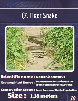 (7. Tiger Snake
Scientific name :
Scientific name :
Scientific name :
Geographical Range :
Geographical Range :
Geographical Range :
Size :
Size :
Size :
Conservation Status :
Conservation Status :
Conservation Status :
Notechis scutatus
Notechis scutatus
Notechis scutatus
Southeastern Australia and the
Southeastern Australia and the
Southeastern Australia and the
southwestern part of Australia
southwestern part of Australia
southwestern part of Australia
Least Concern - Stable Population
Least Concern - Stable Population
Least Concern - Stable Population
1.18 meters
1.18 meters
1.18 meters
16
16
16
 