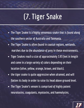 (7. Tiger Snake
The Tiger Snake is a highly venomous snake that is found along
the southern sector of Australia and Tasmania.
The Tiger Snake is often found in coastal regions, wetlands,
marshes due to the abundance of prey in these environments.
Tiger Snakes reach a size of approximately 3.93 feet in length
and come in a large variety of colors depending on their
location (olive, yellow, orange, brown, and black).
the tiger snake is quite aggressive when alramed, and will
flatten its body in order to raise its head above ground level.
The Tiger Snake’s venom is comprised of highly potent
neurotoxins, coagulants, myotoxins, and haemolysins.
17
17
17
 