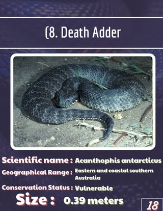 (8. Death Adder
Scientific name :
Scientific name :
Scientific name :
Geographical Range :
Geographical Range :
Geographical Range :
Size :
Size :
Size :
Conservation Status :
Conservation Status :
Conservation Status :
Acanthophis antarcticus
Acanthophis antarcticus
Acanthophis antarcticus
Eastern and coastal southern
Eastern and coastal southern
Eastern and coastal southern
Australia
Australia
Australia
Vulnerable
Vulnerable
Vulnerable
0.39 meters
0.39 meters
0.39 meters
18
18
18
 