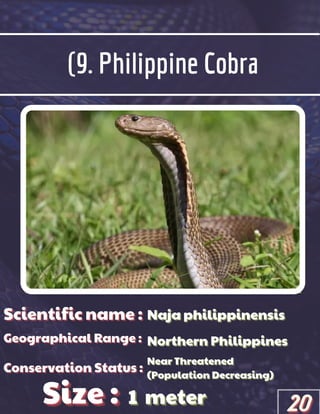 (9. Philippine Cobra
Scientific name :
Scientific name :
Scientific name :
Geographical Range :
Geographical Range :
Geographical Range :
Size :
Size :
Size :
Conservation Status :
Conservation Status :
Conservation Status :
Naja philippinensis
Naja philippinensis
Naja philippinensis
Northern Philippines
Northern Philippines
Northern Philippines
Near Threatened
Near Threatened
Near Threatened
(Population Decreasing)
(Population Decreasing)
(Population Decreasing)
1
1
1 meter
meter
meter 20
20
20
 