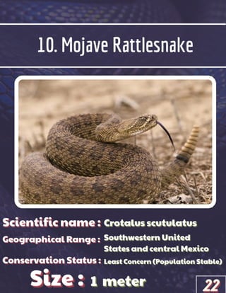 10. Mojave Rattlesnake
Scientific name :
Scientific name :
Scientific name :
Geographical Range :
Geographical Range :
Geographical Range :
Size :
Size :
Size :
Conservation Status :
Conservation Status :
Conservation Status :
Crotalus scutulatus
Crotalus scutulatus
Crotalus scutulatus
Southwestern United
Southwestern United
Southwestern United
States and central Mexico
States and central Mexico
States and central Mexico
Least Concern (Population Stable)
Least Concern (Population Stable)
Least Concern (Population Stable)
1
1
1 meter
meter
meter 22
22
22
 
