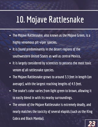 10. Mojave Rattlesnake
The Mojave Rattlesnake, also known as the Mojave Green, is a
highly venomous pit-viper species.
It is found predominantly in the desert regions of the
southwestern United States as well as central Mexico,
It is largely considered by scientists to possess the most toxic
venom of all rattlesnake species.
The Mojave Rattlesnake grows to around 3.3 feet in length (on
average), with the largest reaching lengths of 4.5 feet.
The snake’s color varies from light green to brown, allowing it
to easily blend in with its nearby surroundings.
The venom of the Mojave Rattlesnake is extremely deadly, and
nearly matches the toxicity of several elapids (such as the King
Cobra and Black Mamba).
23
23
23
 