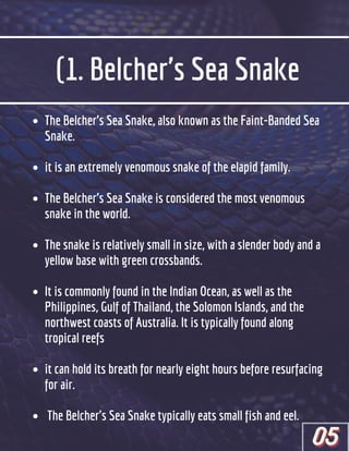 (1. Belcher's Sea Snake
The Belcher’s Sea Snake, also known as the Faint-Banded Sea
Snake.
it is an extremely venomous snake of the elapid family.
The Belcher’s Sea Snake is considered the most venomous
snake in the world.
The snake is relatively small in size, with a slender body and a
yellow base with green crossbands.
It is commonly found in the Indian Ocean, as well as the
Philippines, Gulf of Thailand, the Solomon Islands, and the
northwest coasts of Australia. It is typically found along
tropical reefs
it can hold its breath for nearly eight hours before resurfacing
for air.
The Belcher's Sea Snake typically eats small fish and eel.
05
05
05
 