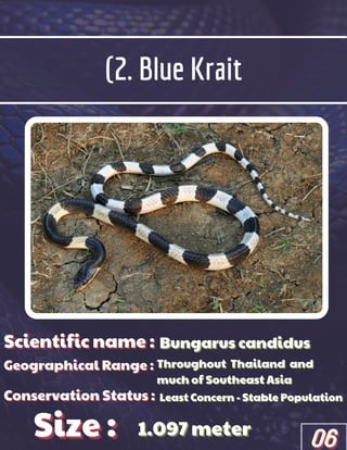 (2. Blue Krait
Scientific name :
Scientific name :
Scientific name :
Geographical Range :
Geographical Range :
Geographical Range :
Size :
Size :
Size :
Conservation Status :
Conservation Status :
Conservation Status :
Bungarus candidus
Bungarus candidus
Bungarus candidus
Throughout
Throughout
Throughout Thailand
Thailand
Thailand and
and
and
much of Southeast Asia
much of Southeast Asia
much of Southeast Asia
Least Concern - Stable Population
Least Concern - Stable Population
Least Concern - Stable Population
1.097 meter
1.097 meter
1.097 meter
06
06
06
 
