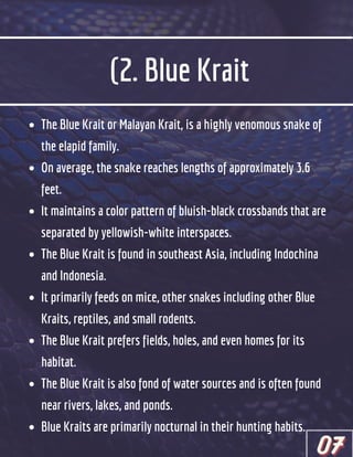 (2. Blue Krait
The Blue Krait or Malayan Krait, is a highly venomous snake of
the elapid family.
On average, the snake reaches lengths of approximately 3.6
feet.
It maintains a color pattern of bluish-black crossbands that are
separated by yellowish-white interspaces.
The Blue Krait is found in southeast Asia, including Indochina
and Indonesia.
It primarily feeds on mice, other snakes including other Blue
Kraits, reptiles, and small rodents.
The Blue Krait prefers fields, holes, and even homes for its
The Blue Krait is also fond of water sources and is often found
Blue Kraits are primarily nocturnal in their hunting habits.
habitat.
near rivers, lakes, and ponds.
07
07
07
 