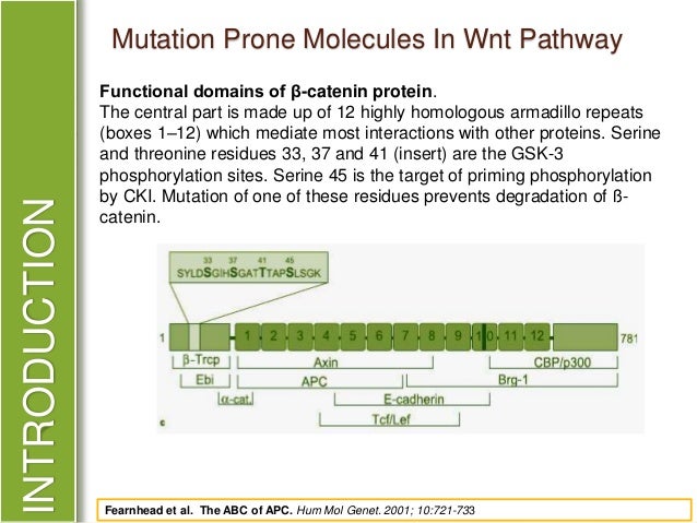 Dissertation and wnt