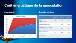 Coût énergétique de la musculation
Fraction O2         Dans la pratique
 