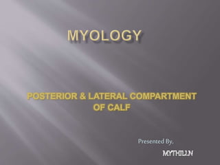 POSTERIOR & LATERAL COMPARTMENT
OF CALF
Presented By,
 