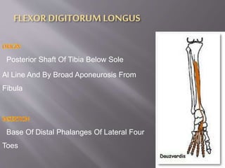 muscles of lower limb | PPTX