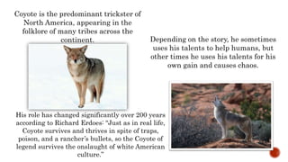 Coyote is the predominant trickster of
North America, appearing in the
folklore of many tribes across the
continent. Depending on the story, he sometimes
uses his talents to help humans, but
other times he uses his talents for his
own gain and causes chaos.
His role has changed significantly over 200 years
according to Richard Erdoes: “Just as in real life,
Coyote survives and thrives in spite of traps,
poison, and a rancher’s bullets, so the Coyote of
legend survives the onslaught of white American
culture.”
 