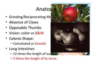 Anatomy
• Grinding/Reciprocating Molar Teeth
• Absence of Claws
• Opposable Thumbs
• Vision: color vs B&W
• Colonic Shape:
– Convoluted vs Smooth
• Long Intestines
– 12 times the length of our torsos (about 30 feet).
– 3 times the length of its torso.
 