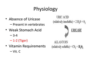 Physiology
• Absence of Uricase
– Present in vertebrates
• Weak Stomach Acid
– 3-4
– 1-2 (Tiger)
• Vitamin Requirements
– Vit. C
 