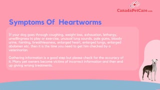 Myths and facts about heartworms in dogs