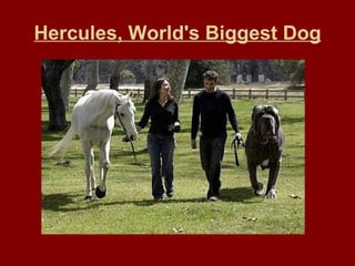 Hercules, World's Biggest Dog 