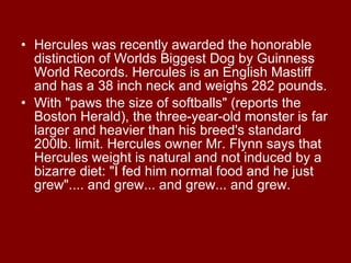 Hercules was recently awarded the honorable distinction of Worlds Biggest Dog by Guinness World Records. Hercules is an English Mastiff and has a 38 inch neck and weighs 282 pounds. With "paws the size of softballs" (reports the Boston Herald), the three-year-old monster is far larger and heavier than his breed's standard 200lb. limit. Hercules owner Mr. Flynn says that Hercules weight is natural and not induced by a bizarre diet: "I fed him normal food and he just grew".... and grew... and grew... and grew. 