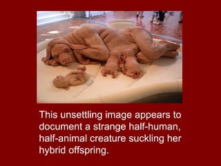 This unsettling image appears to document a strange half-human, half-animal creature suckling her hybrid offspring.   