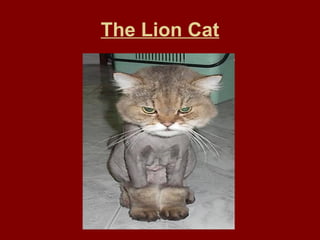 The Lion Cat 