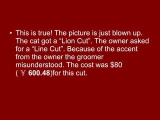 This is true! The picture is just blown up. The cat got a “Lion Cut”. The owner asked for a “Line Cut”. Because of the accent from the owner the groomer misunderstood. The cost was $80 ( ￥ 600.48 )for this cut.  