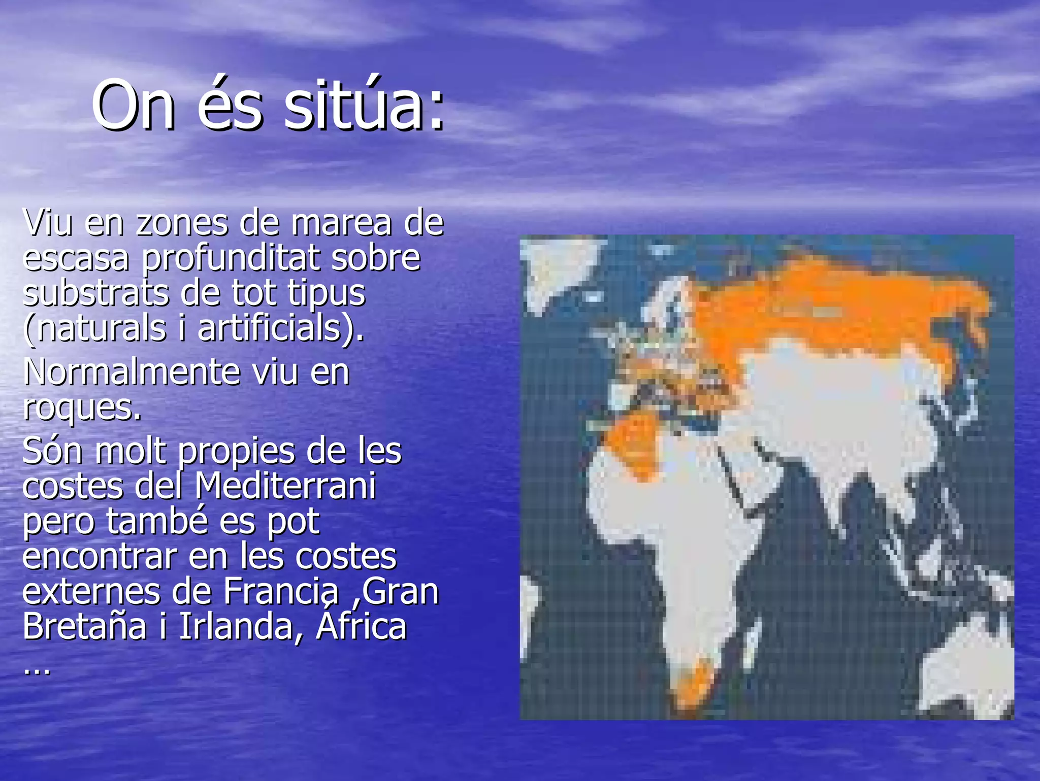 Mytilus galloprovincialis