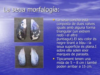 Mytilus galloprovincialis