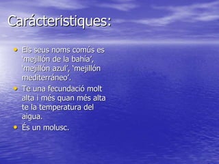 Mytilus galloprovincialis