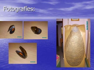 Mytilus galloprovincialis