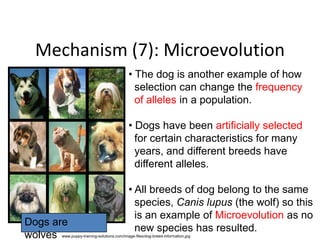 Microevolution Animals Common Examples Evolution and Biodiversity,Genetics,Digestive System,Ecosystem | PPTX