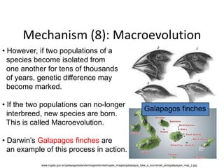 Evolution and Biodiversity,Genetics,Digestive System,Ecosystem | PPTX
