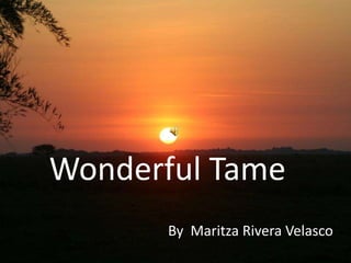 Wonderful Tame
By Maritza Rivera Velasco
 
