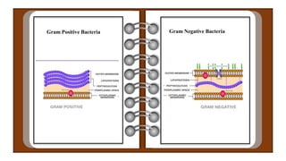 Gram Positive Bacteria Gram Negative Bacteria
 