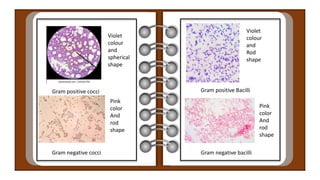 Gram positive cocci
Gram negative cocci
Gram positive Bacilli
Gram negative bacilli
Violet
colour
and
spherical
shape
Violet
colour
and
Rod
shape
Pink
color
And
rod
shape
Pink
color
And
rod
shape
 