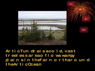 Artic Tundra is a cold, vast treeless area of low swampy plains in the far north around the Artic Ocean 