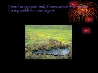 Permafrost is permanently frozen subsoil, which makes this impossible for trees to grow.  