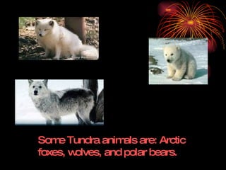 Some Tundra animals are: Arctic foxes, wolves, and polar bears. 
