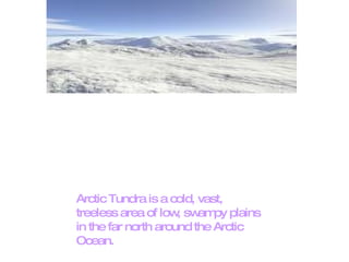 Arctic Tundra is a cold, vast, treeless area of low, swampy plains in the far north around the Arctic Ocean. 