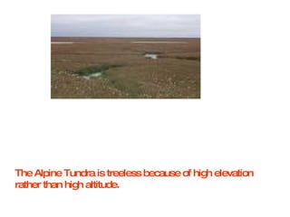 The Alpine Tundra is treeless because of high elevation rather than high altitude. 