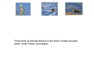 Three kinds of animals that live in the Arctic Tundra are polar bears, Arctic Foxes, and caribou. 