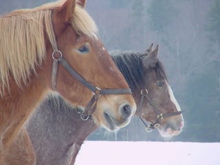 My Two Horses