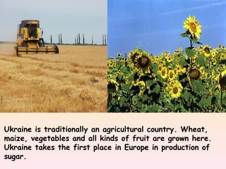 Ukraine is traditionally an agricultural country. Wheat,
maize, vegetables and all kinds of fruit are grown here.
Ukraine takes the first place in Europe in production of
sugar.
 