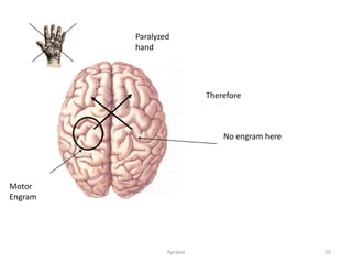 Apraxia 25
Motor
Engram
Paralyzed
hand
Therefore
No engram here
 