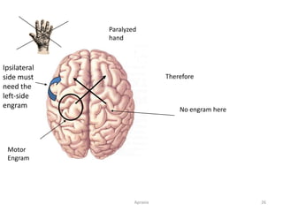 Apraxia 26
Motor
Engram
Paralyzed
hand
Therefore
No engram here
Ipsilateral
side must
need the
left-side
engram
 
